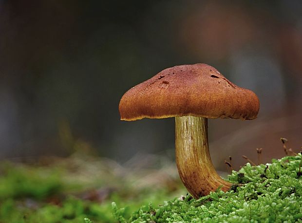 pavučinovec plyšový Cortinarius orellanus Fr.