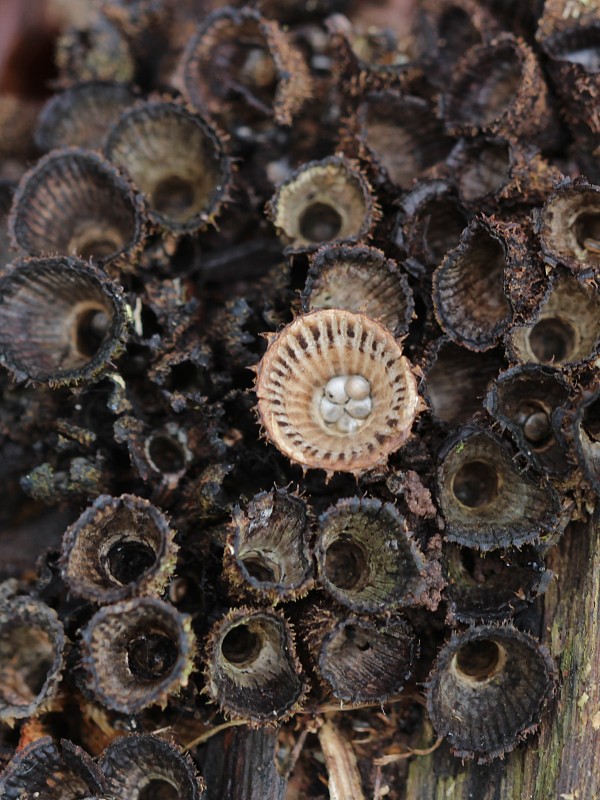 čiaškovec pásikavý Cyathus striatus (Huds.) Willd.