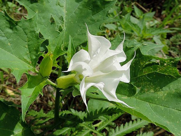 durman obyčajný Datura stramonium L.