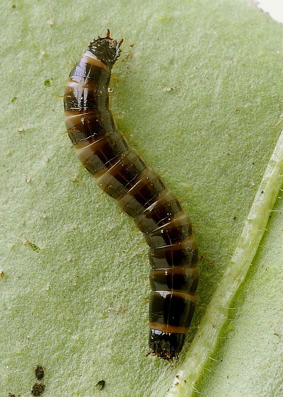 kováčik-larva  Denticollis sp.