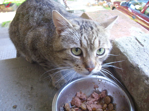 mačka domáca Felis silvestris f. catus