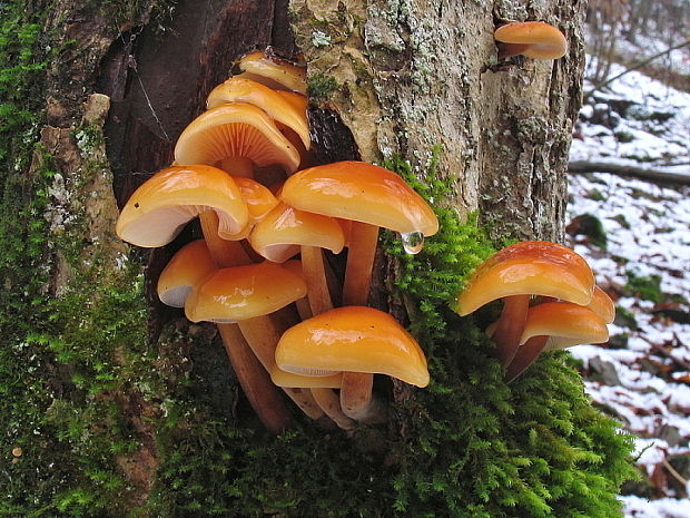 plamienka Flammulina sp.