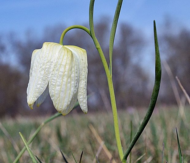 korunkovka strakatá Fritillaria meleagris L.