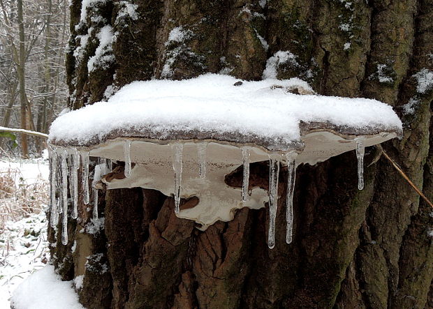 lesklokôrovka plochá Ganoderma applanatum (Pers.) Pat.