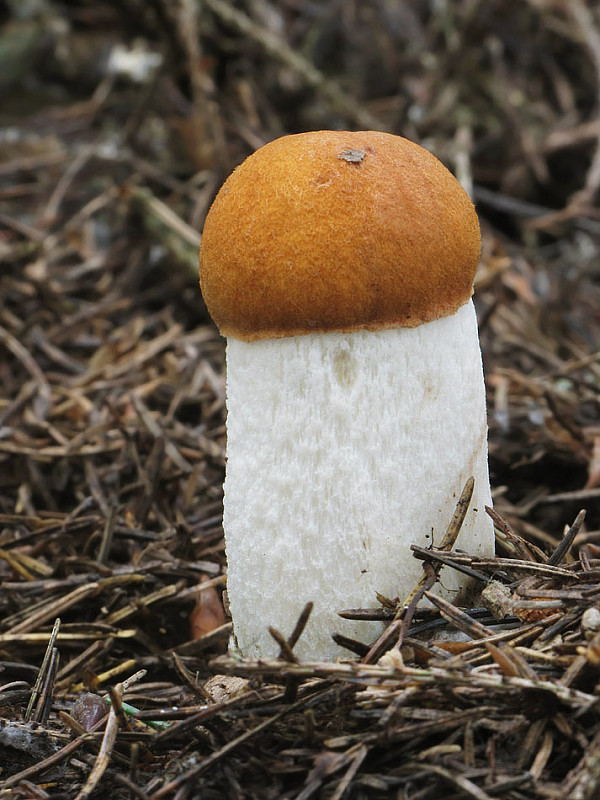 kozák osikový Leccinum albostipitatum den Bakker & Noordel.