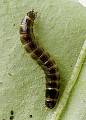 kováčik-larva 