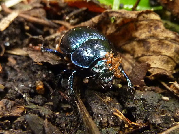 lajniak Anoplotrupes stercorosus