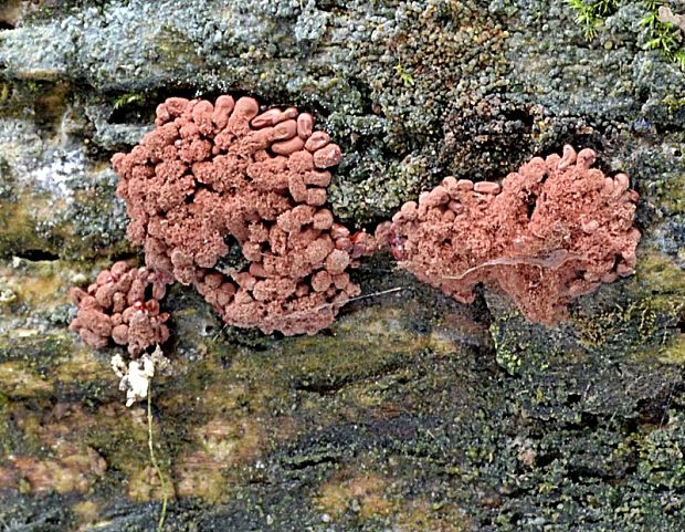 mištička Arcyria sp.