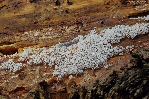 rohačka kríčkovitá Ceratiomyxa fruticulosa var. fruticulosa (O.F. Müll.) T. Macbr