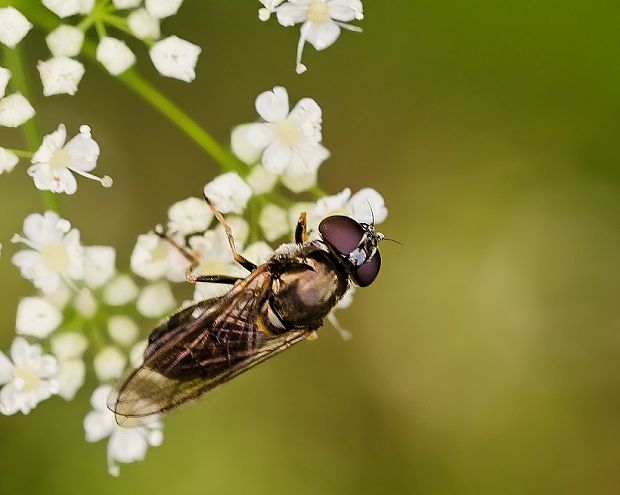 pestrica Cheilosia vernalis ♀