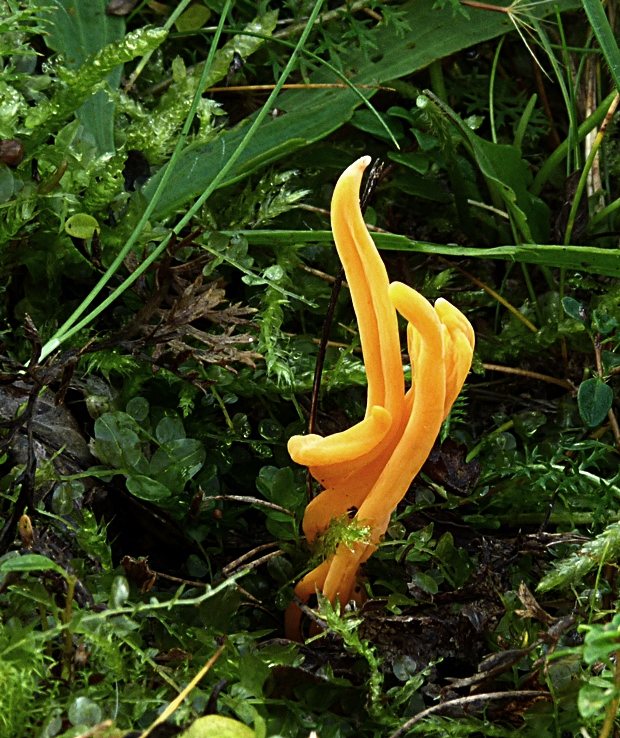 pakonárovka vretenovitá Clavulinopsis fusiformis (Sowerby) Corner