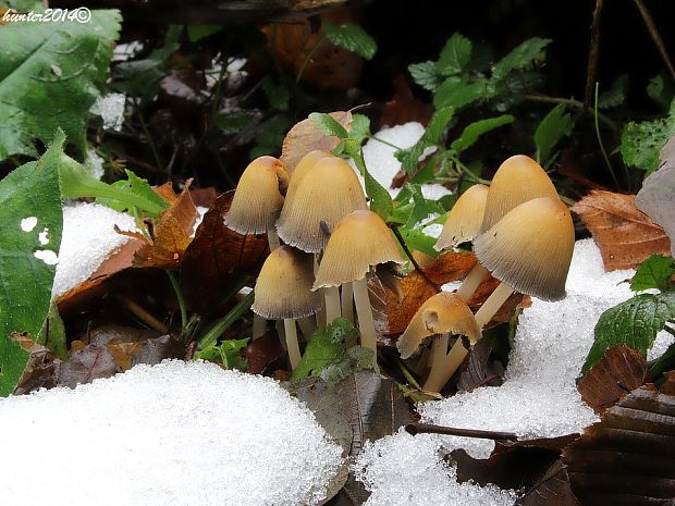 hnojník Coprinus sp.