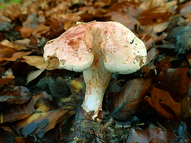 pavučinovec Cortinarius sp.