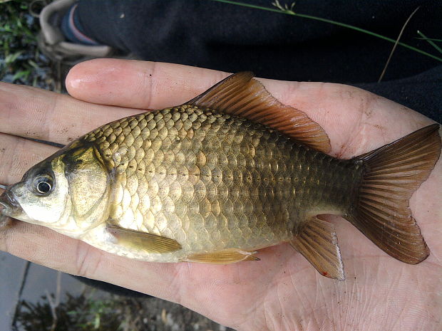 kapor rybničný Cyprinus carpio