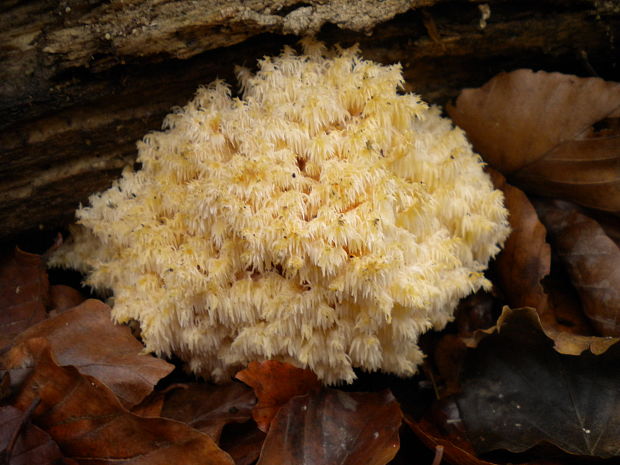 koralovec bukový Hericium coralloides (Scop.) Pers.