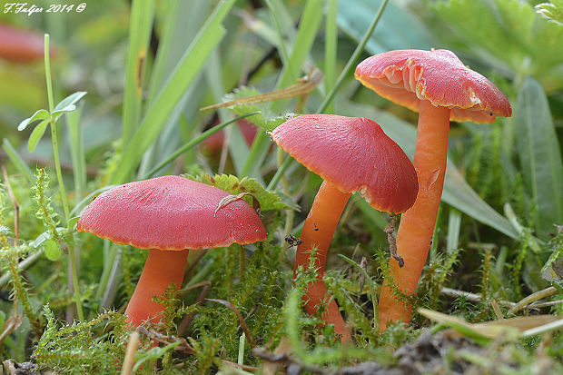 lúčnica šarlátová Hygrocybe coccinea (Schaeff.) P. Kumm.