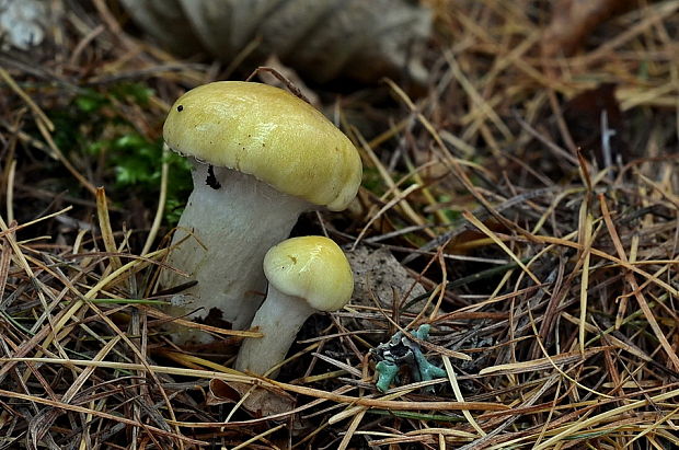 šťavnačka smrekovcová Hygrophorus lucorum Kalchbr.