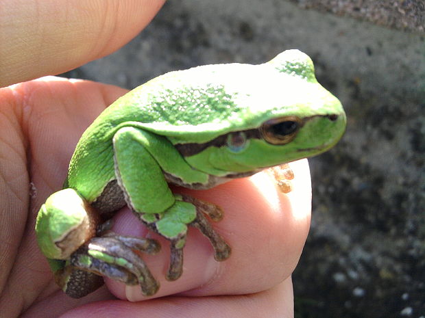 rosnička zelená Hyla arborea