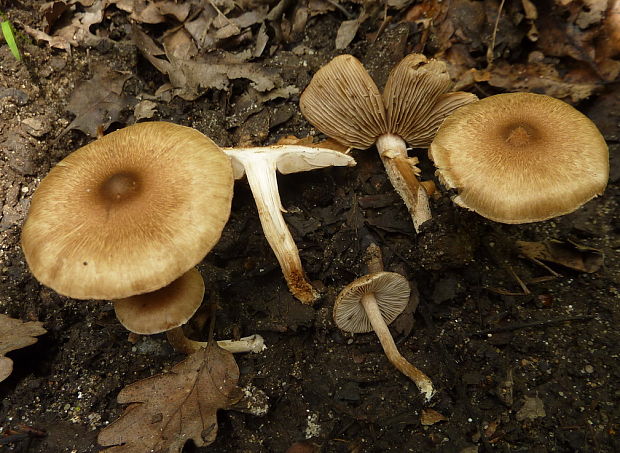 vláknica Inocybe sp.