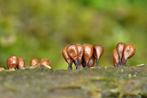 leskloplodka krehká Leocarpus fragilis (Dicks.) Rostaf.