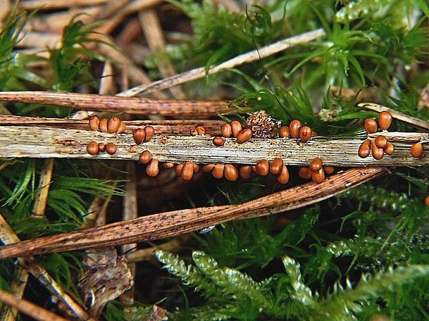 leskloplodka krehká Leocarpus fragilis (Dicks.) Rostaf.