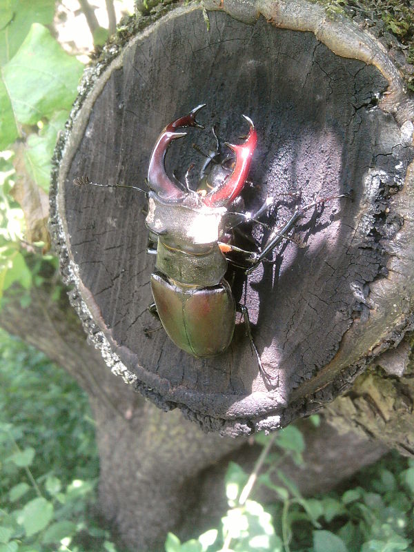 roháč obyčajný Lucanus cervus