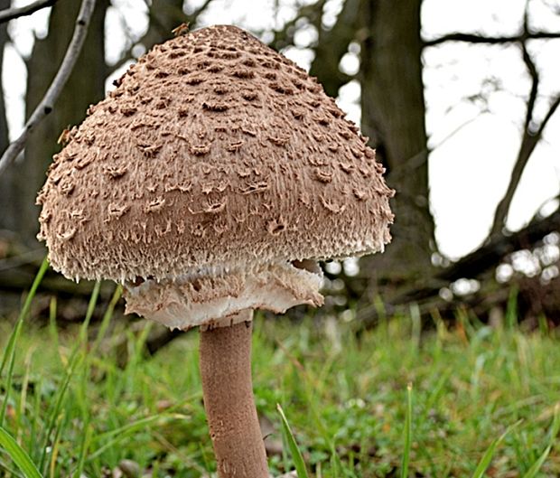 bedľa vysoká Macrolepiota procera (Scop.) Singer