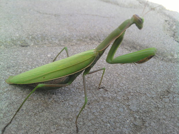 modlivka zelená Mantis religiosa