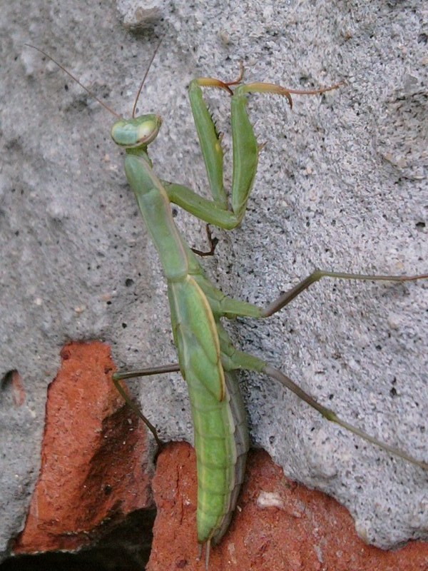 modivka zelená Mantis religiosa