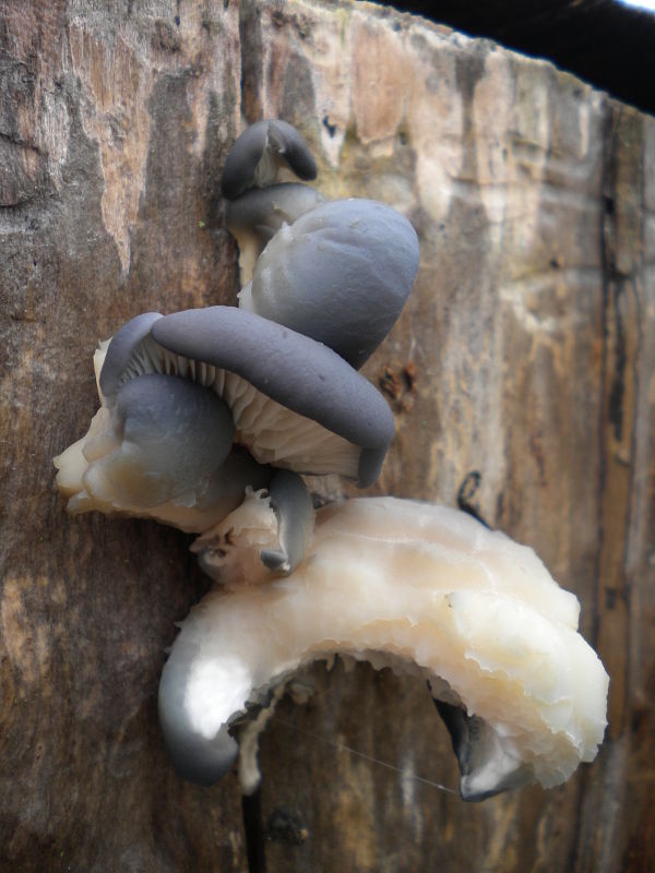 hliva ustricovitá modrastá Pleurotus columbinus Quél.