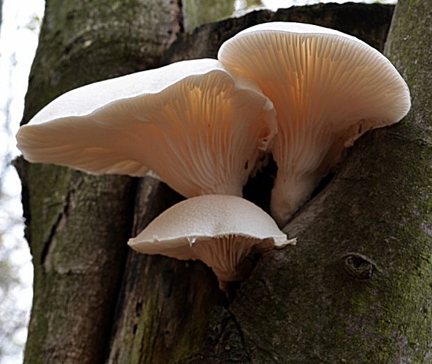 hliva dubová Pleurotus dryinus (Pers.) P. Kumm.