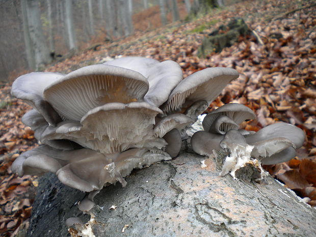 hliva ustricovitá Pleurotus ostreatus (Jacq.) P. Kumm.