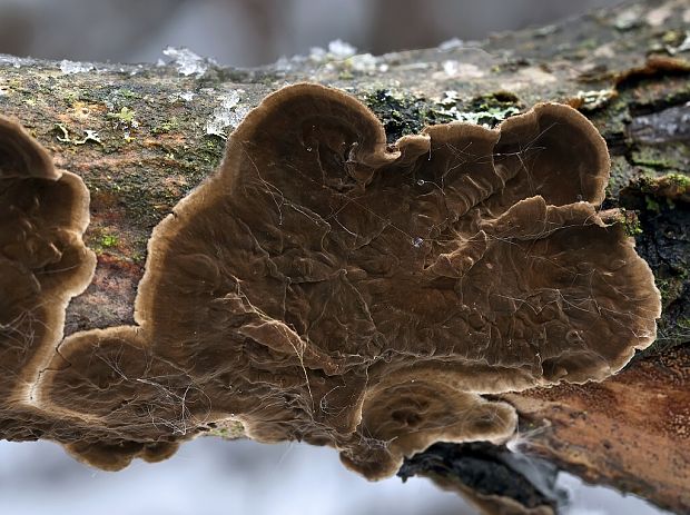 lofária tmavá Porostereum spadiceum (Pers.) Hjortstam & Ryvarden