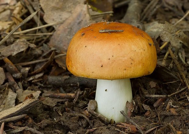 plávka zlatožltá Russula aurea Pers.