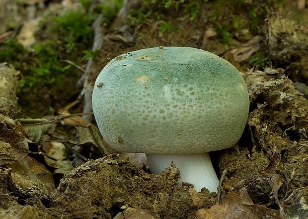 plávka zelenkastá Russula virescens (Schaeff.) Fr.