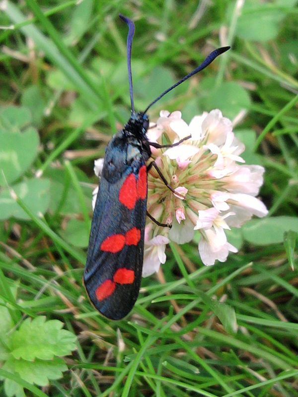 vretienka obyčajná Zygaena filipendulae