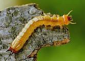 červenáčik-larva 