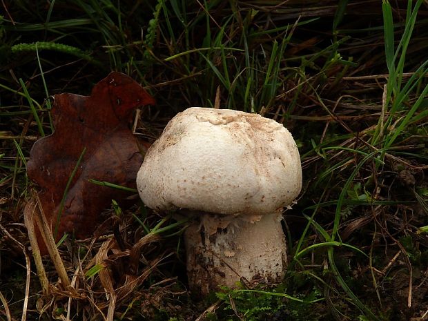 pečiarka Agaricus sp.