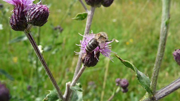 včela kraňská Apis mellifera carnica