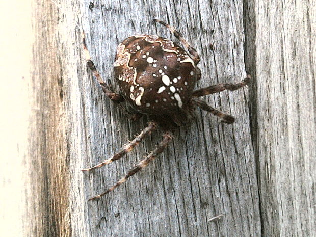 križiak obyčajný Araneus diadematus