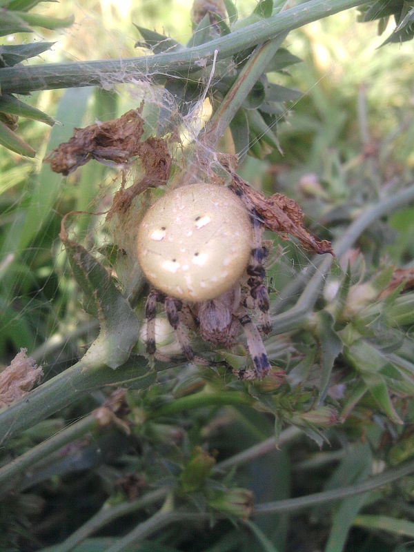 križiak štvorškvrnný Araneus quadratus