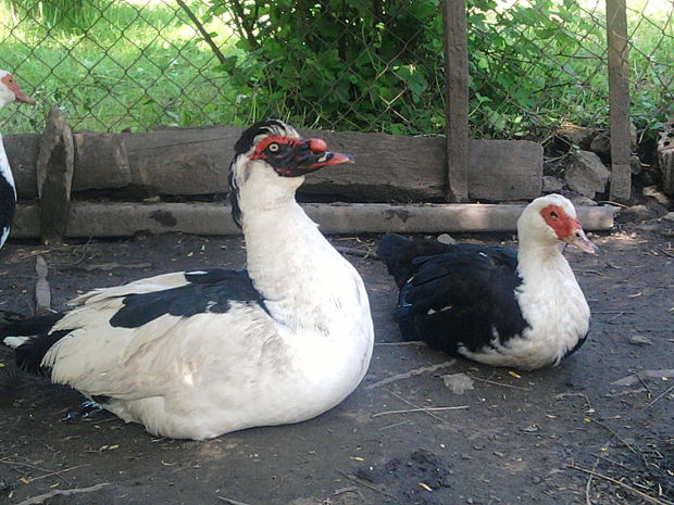 kačica pižmová Cairina moschata