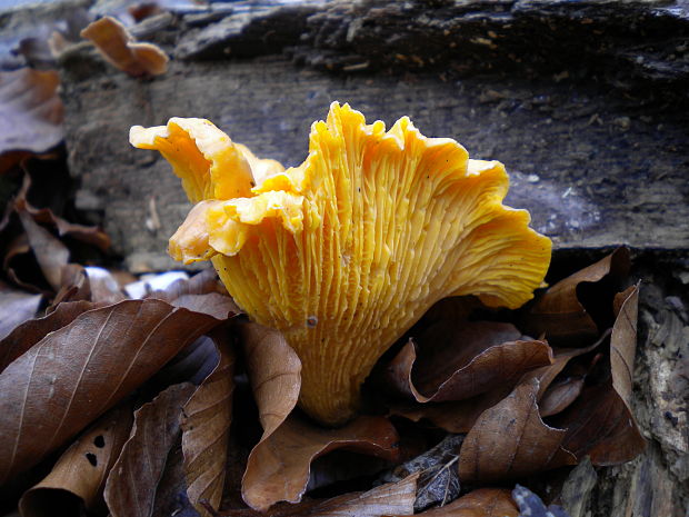 kuriatko jedlé Cantharellus cibarius Fr.