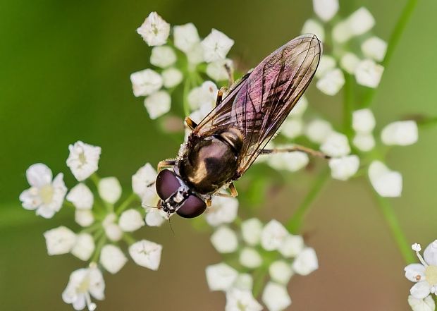 pestrica Cheilosia vernalis ♀