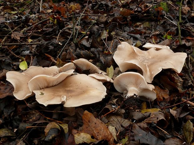 strmuľka inovaťová Clitocybe nebularis (Batsch) P. Kumm.