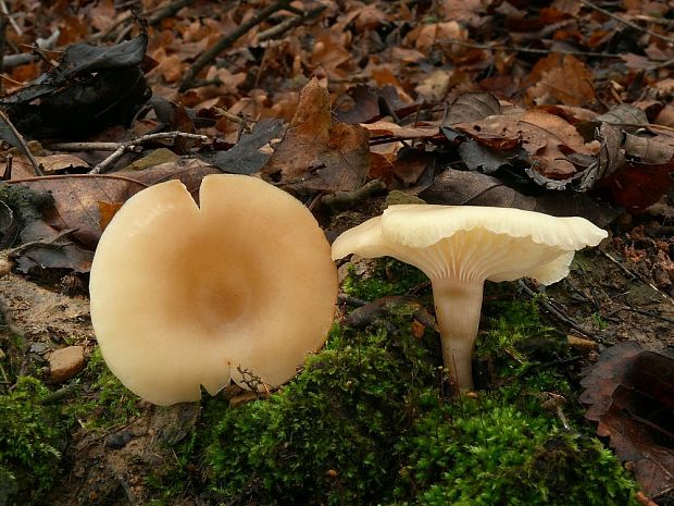 strmuľka Clitocybe sp.