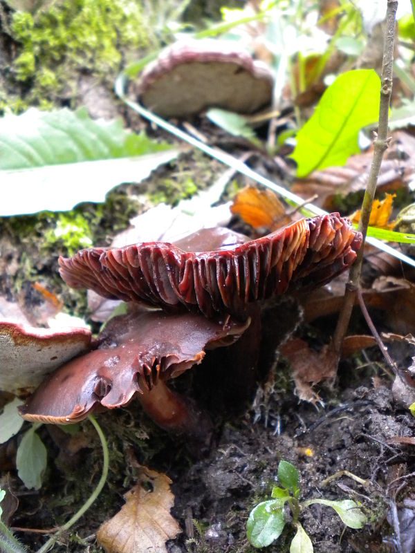 pavučinovec Cortinarius sp.