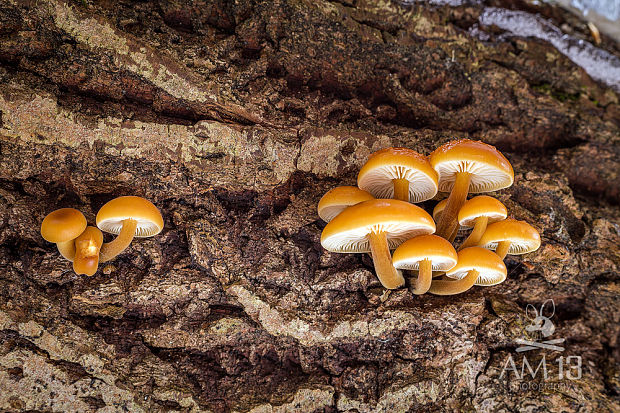 plamienka Flammulina sp.