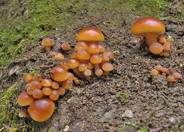 plamienka Flammulina sp.