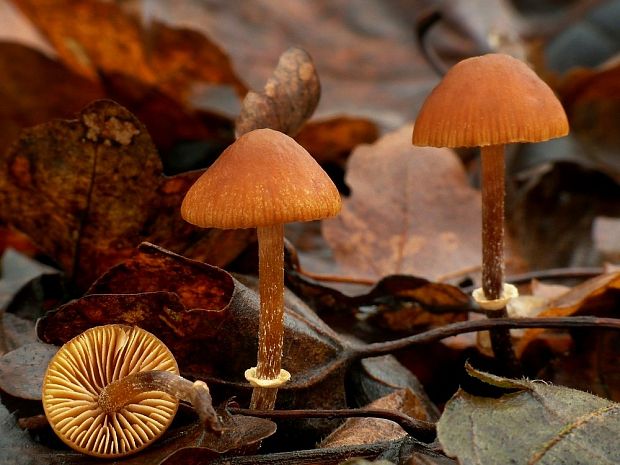 kapucňovka Galerina sp.